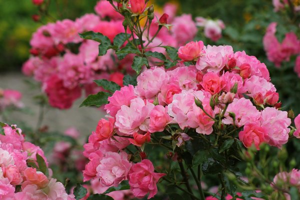 Preserving the Timeless Beauty of Stained Glass: Tips for Homeowners in Chester Cathedral Area