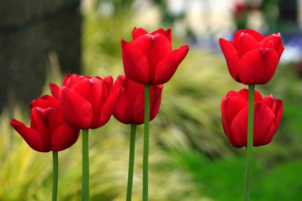 Transform Your Garden into a Vibrant Autumn Oasis Using Native UK Plants
